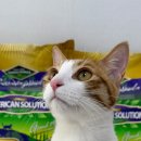 모래울화장실 | 3번째 재구매 중인 카사바 모래 내돈내산 후기