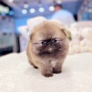 잠실준25시 동물병원 | 잠실강아지분양이 준 특별한 선물