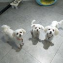 개깎는중 이미지