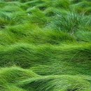 그린카사 이미지