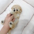 알곡켄넬 이미지