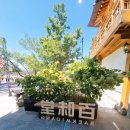 대림2길 10, (문화동) | [안국역데이트] 한옥의 멋이 담긴 백미당 + 뜨끈한 국물 한스푼, 대림국수 조합