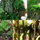 골안민박 이미지