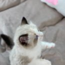 브리돌스