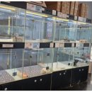 도그마루 강아지고양이 무료분양 이미지