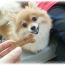 소미애견 농장 이미지