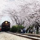 주식회사 벚꽃