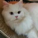 (주)클레버테크 | 리터로봇3 오픈에어(Litter robot III Open Air) -고양이 자동화장실