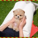 강아지분양 테디럽 이미지