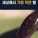 세상에서 작은 실뱀(10cm)보다 작은 그남들은 대체... 이미지