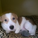 묘하우스 | 1묘3멍하우스: 개와 고양이의 러브