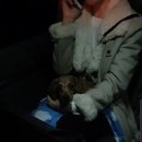 에덴 펫 택시 이미지