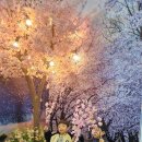 백리벚꽃길 투어코리아