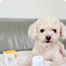 스테이동물병원 | 강아지 거위소리 처음이라 놀랐던 후기