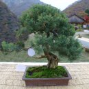 명송 이미지