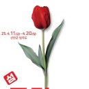 튤립공원 이미지