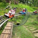 백조농장(2) 이미지