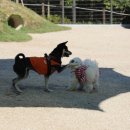 호 동물병원 이미지