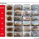 31일간 햄버거 썩히기 실험 ㄷㄷㄷ 이미지
