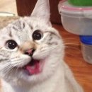 행복한고양이 이미지