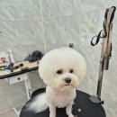 구름이 펫 미용샵 이미지