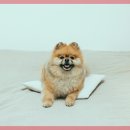 24시큰사랑동물병원 이미지