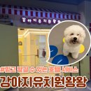 강아지유치원왕왕 이미지