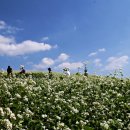 코스모스농원 이미지