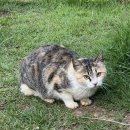 주박사 춘천닭갈비 이미지