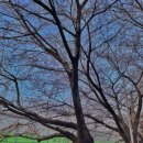 도림천 산책로3 이미지