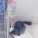 덕천동물의료센터 이미지