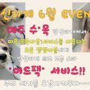 변신하개 네이버블로그