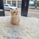 일산고양이분양 라라캣츠 이미지