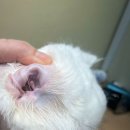 무마취 고양이 미용실 반할고양 이미지