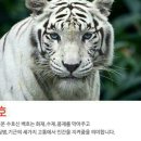 두정극동늘푸른아파트 이미지