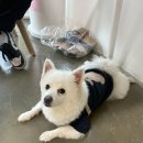 견생제과점 네이버블로그