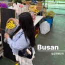 강변대로 | 부산 엄궁화훼단지 시간 카네이션 화분 주차장 농협부산화훼공판장 후기