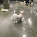 봉 동물병원 이미지