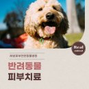 재생동물병원 | 부산 동래 알레르기 진단 가능한 동물병원, 레알피부전문동물병원 진료 리얼 후기
