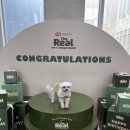 꽃순 | 하림펫푸드 더리얼 댕일축하해 생일파티 후기 [매월 1회 진행] 🐶