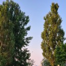 써니존 | 여의도 한강공원 텐트 대여 써니텐트 여의도점 내돈내산 후기 (텐트존 위치, 텐트 접는 법)