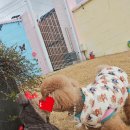 호야별 애견유치원 이미지