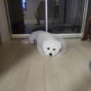 웰동물메디컬센터 네이버블로그