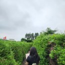미로커피 | [제주 서귀포] 중문미로파크 솔직후기