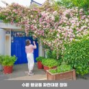 수원 6월 가볼만한곳 행궁동 파란대문집 장미 평일