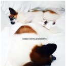 대명애견 네이버블로그