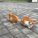 (주)찬스스타트 | 띄어쓰기를하지않는이유는너를향한내마음이여백없이빽빽해서야♡