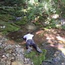 형제조류 이미지