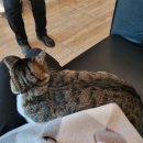 소머리곰탕황토옥 | 국내 가족여행🌄👨‍👩‍👧‍👧 경주 2박 3일 마지막날! / 황토옥소머리곰탕, 대릉한복, 어서어서