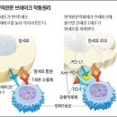 ===암과 면역 력 12 /면역관문 억제제 이미지